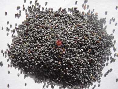 graines du pavot